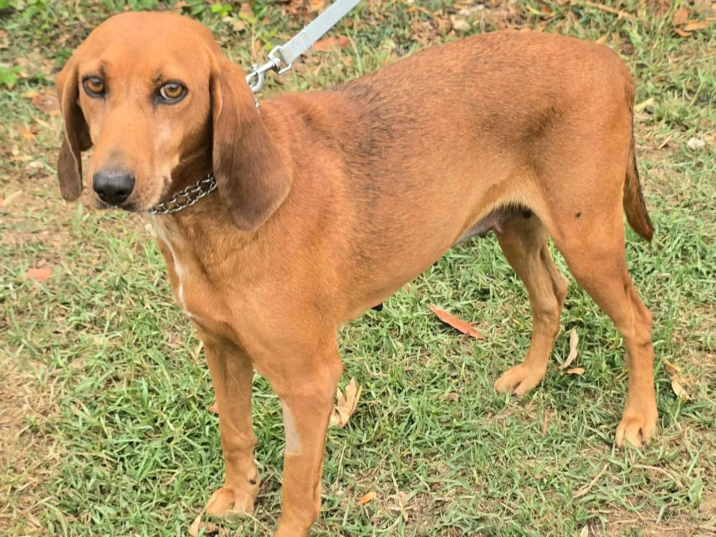 Adotta un cane, femmina, 3 anni e 3 mesi, Teramo