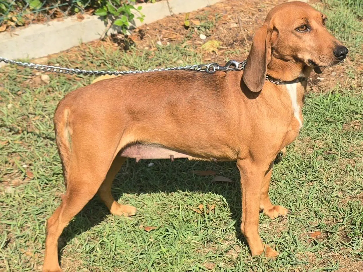 Adotta un cane, taglia media contenuta, femmina, Teramo
