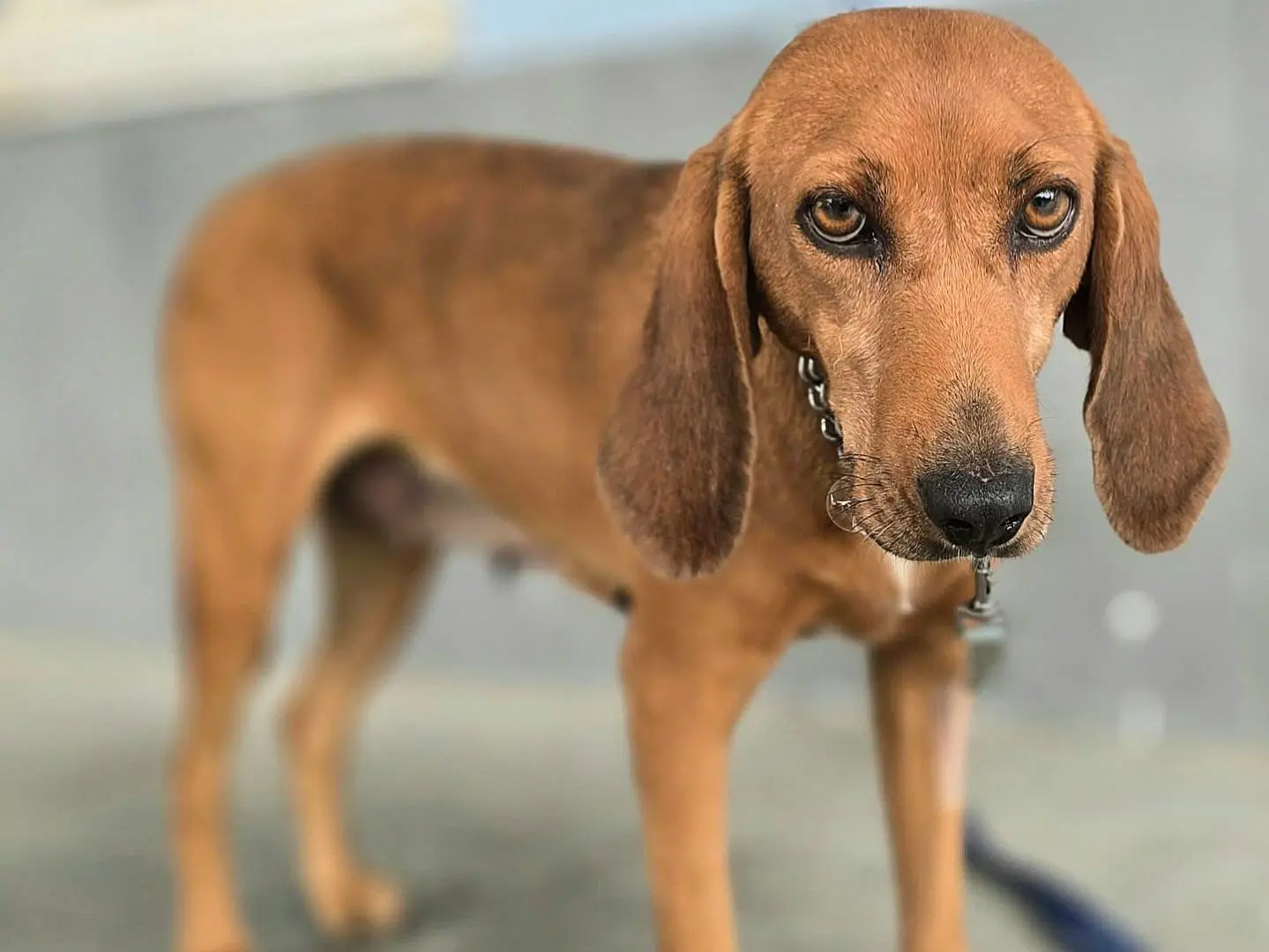 Vuoi adottare un cane a Teramo?