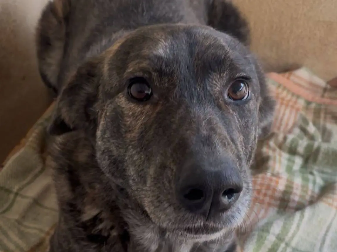 Vuoi adottare un cane a Avellino?