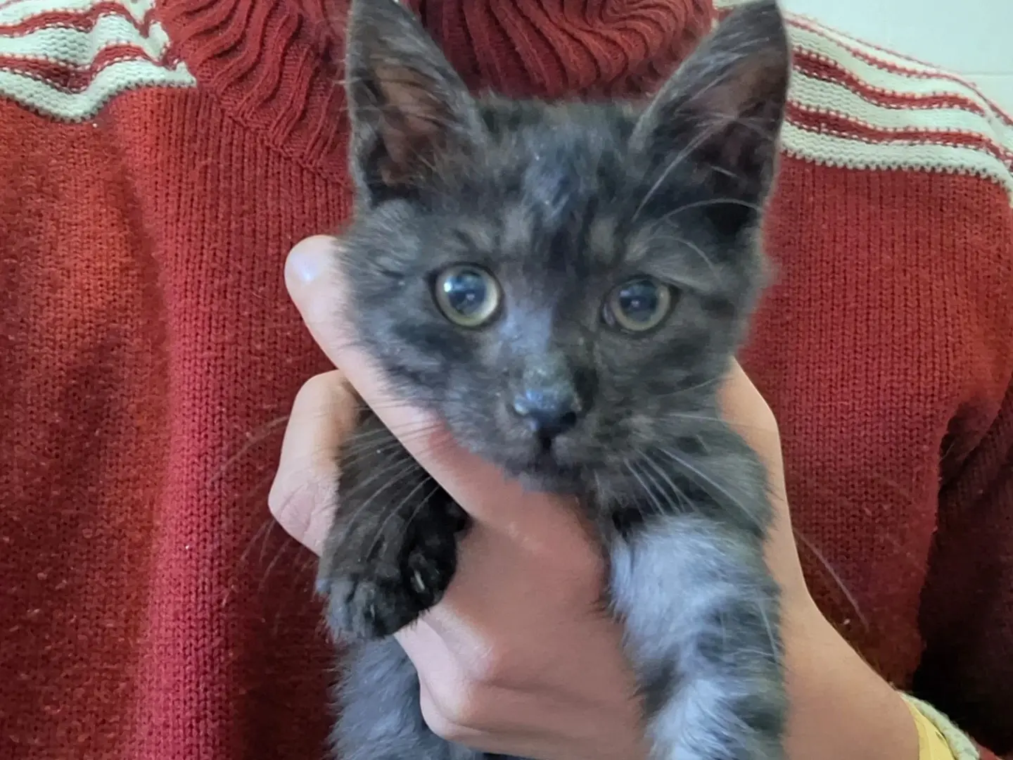Adozione gatto, maschio, Razza sconosciuta Razza sconosciuta, 2 mesi, taglia non valida, Salerno