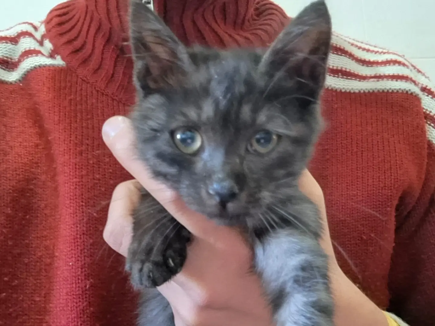 Adotta un gatto, maschio, 2 mesi, Salerno