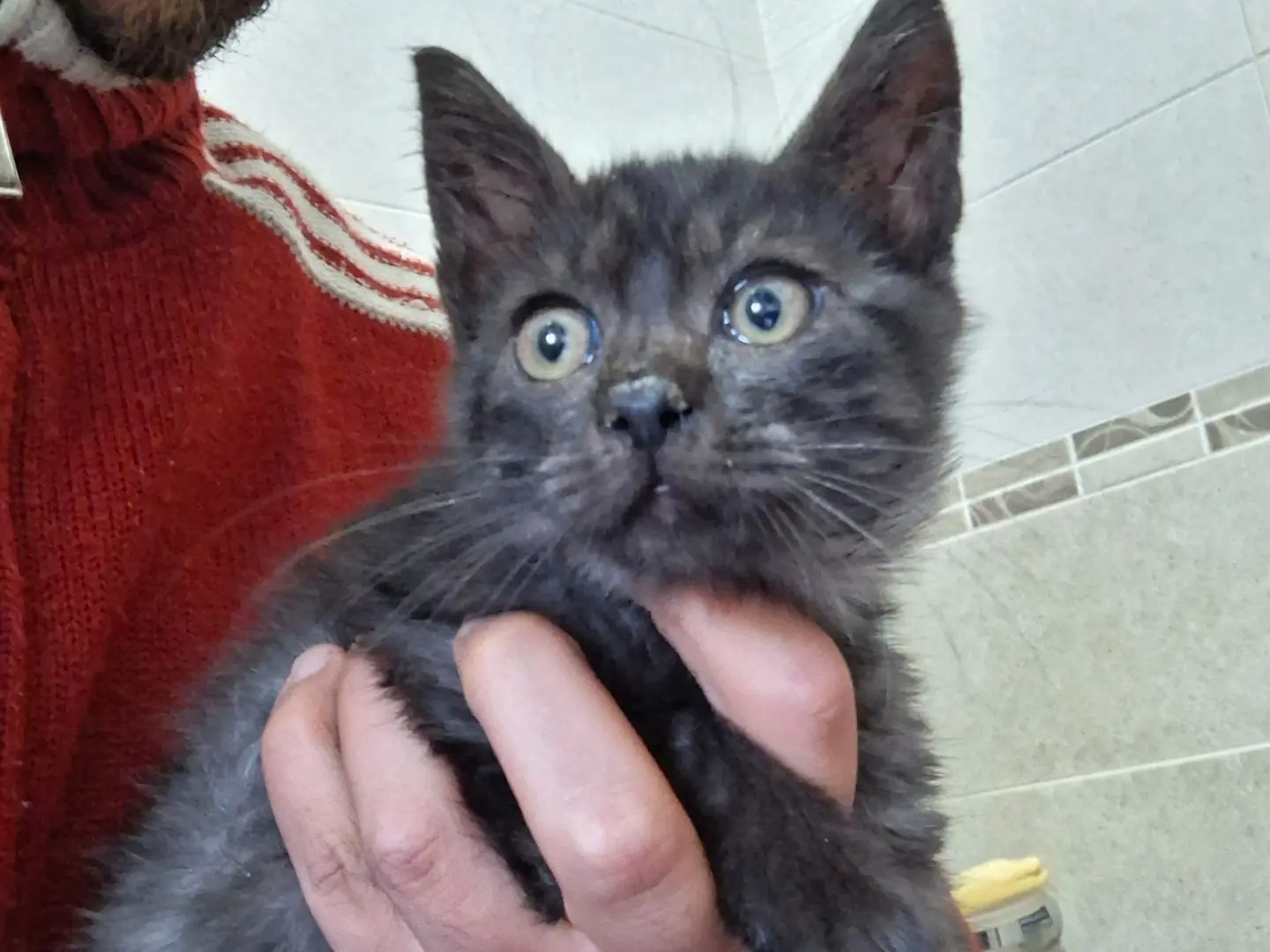 Adotta un gatto, taglia non valida, maschio, Salerno