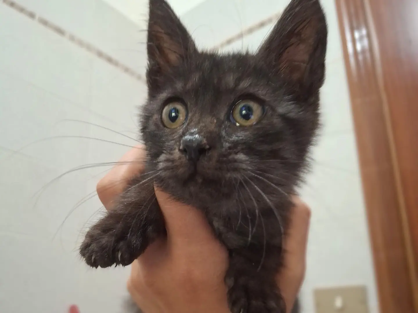 Vuoi adottare un gatto a Salerno?