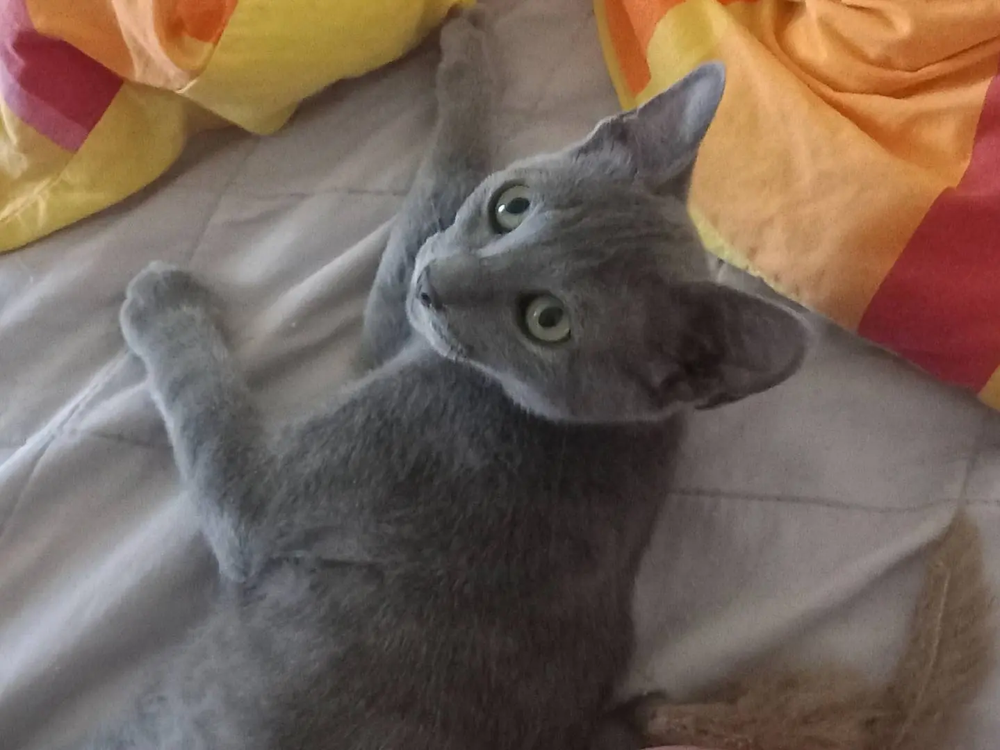 Adozione gatto, femmina, Certosino Razza sconosciuta, 5 mesi, taglia non valida, Firenze