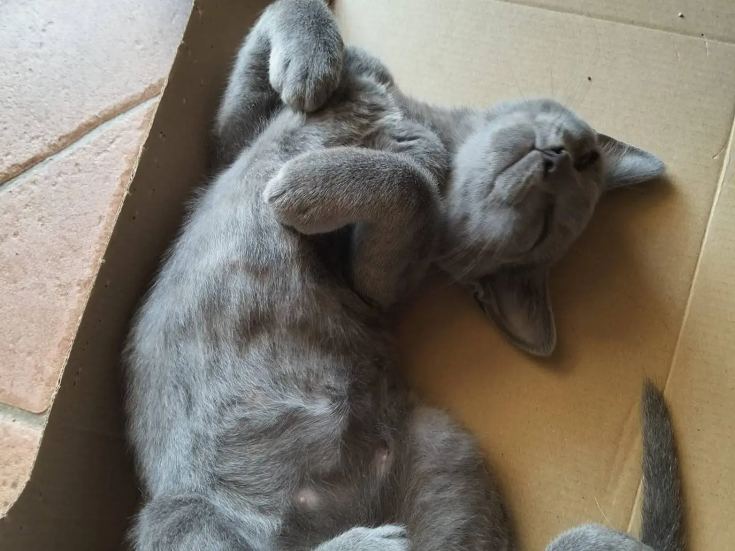 Adotta un gatto, femmina, 5 mesi, Firenze