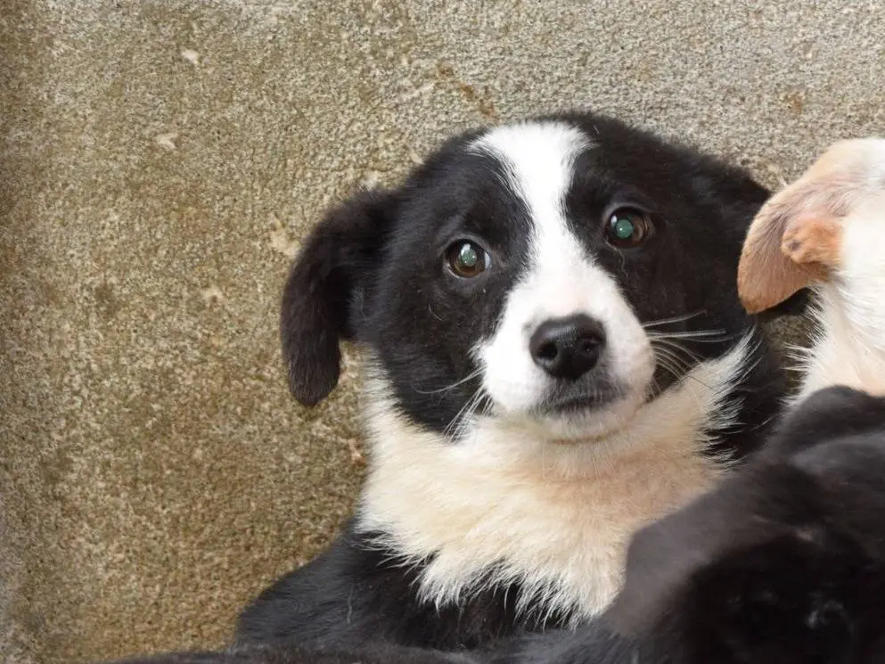 Adozione cane, maschio, Razza sconosciuta Razza sconosciuta, 2 anni e 1 mese, taglia media contenuta, Chieti