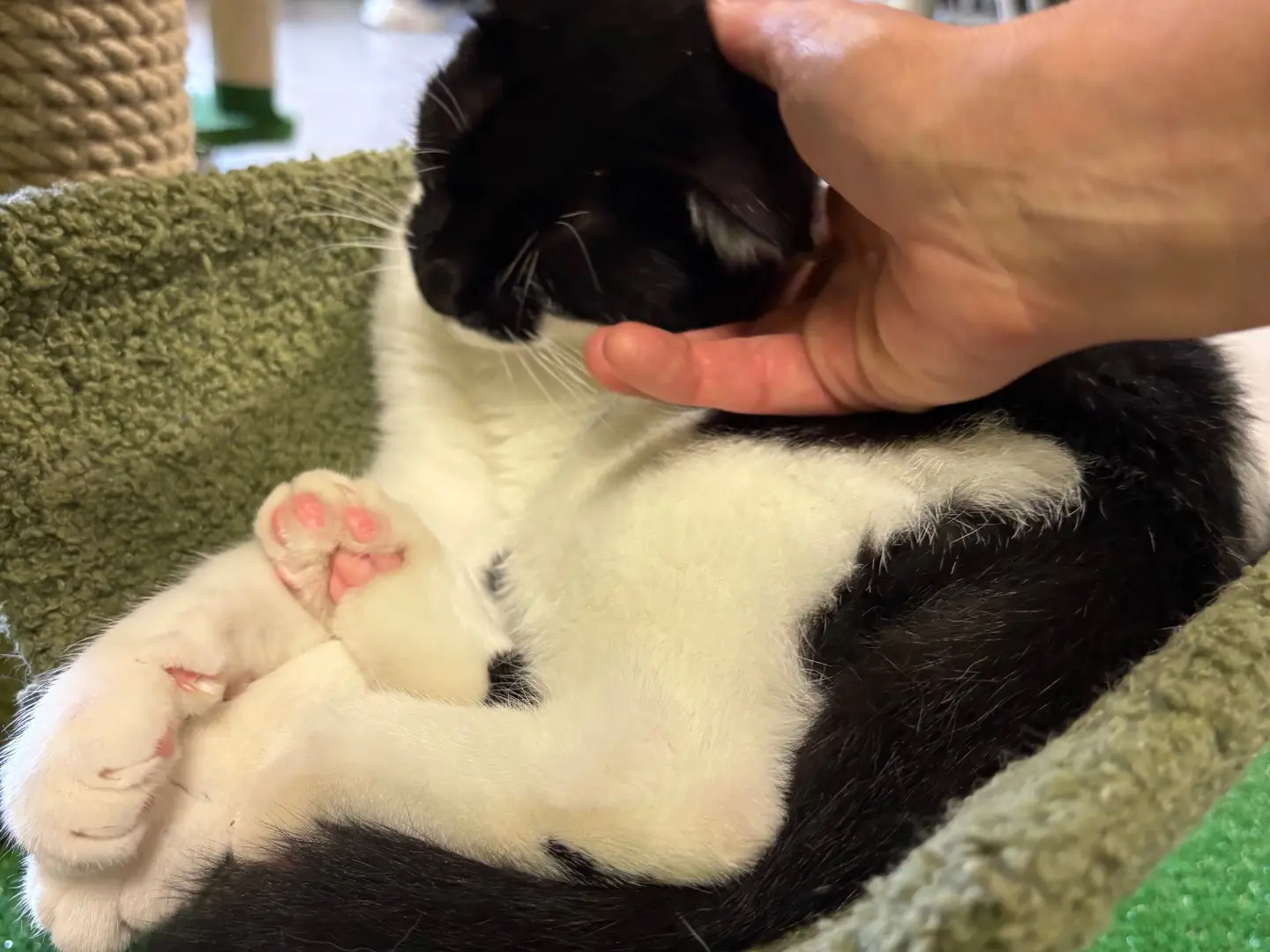 Adotta un gatto, taglia non valida, maschio, Brescia