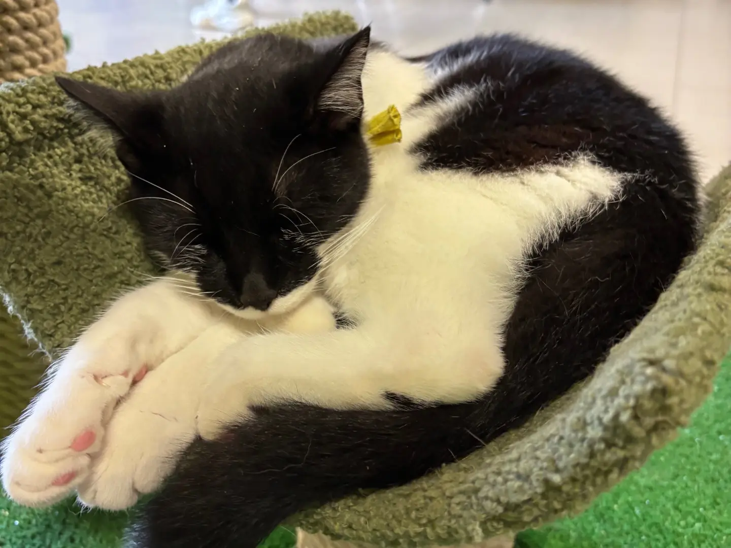 Adotta un gatto, maschio, 6 mesi, Brescia