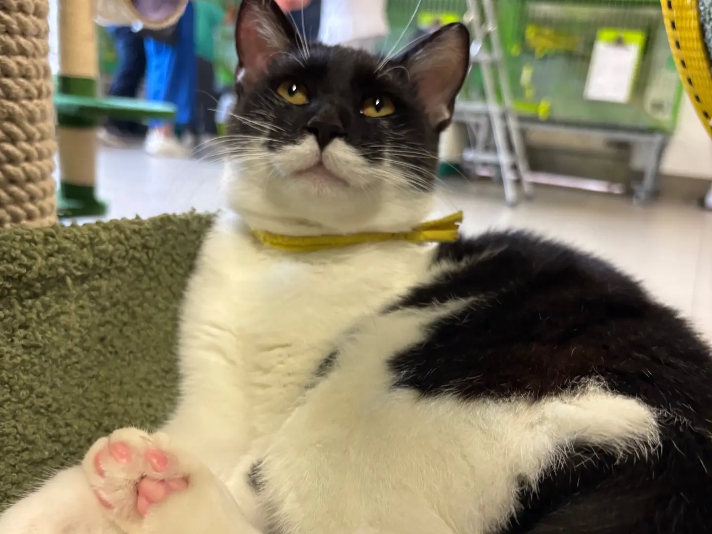 Adozione gatto, maschio, Razza sconosciuta Razza sconosciuta, 6 mesi, taglia non valida, Brescia