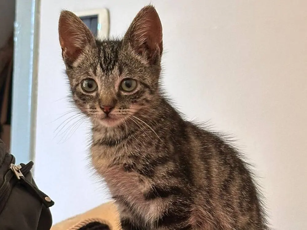 Adozione gatto, femmina, Razza sconosciuta Razza sconosciuta, 5 mesi, taglia non valida, Torino