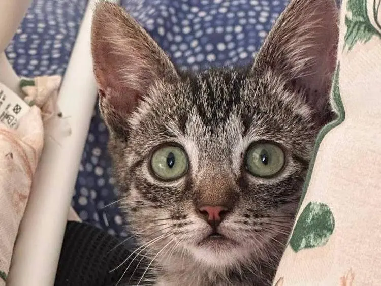 Adotta un gatto, femmina, 5 mesi, Torino