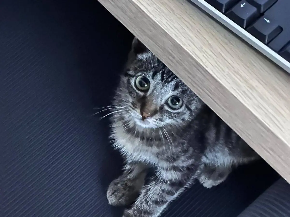 Adotta un gatto, taglia non valida, femmina, Torino