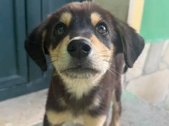 Adotta un cane, maschio, 3 mesi, Matera