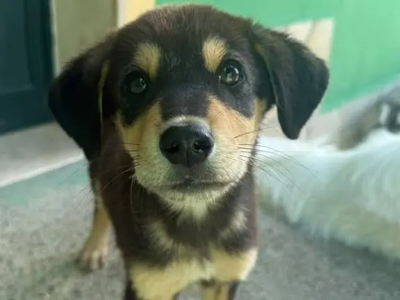 Adozione cane, maschio, Razza sconosciuta Razza sconosciuta, 3 mesi, taglia media, Matera