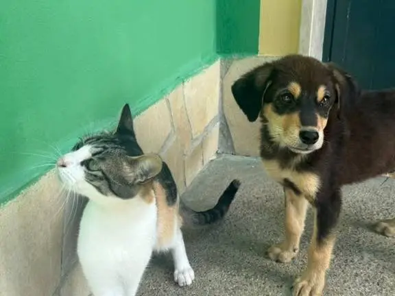 Adotta un cane, taglia media, maschio, Matera