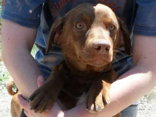 Adotta un cane, taglia media contenuta, femmina, Messina