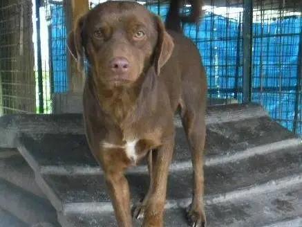 Adotta un cane, femmina, 14 anni e 8 mesi, Messina