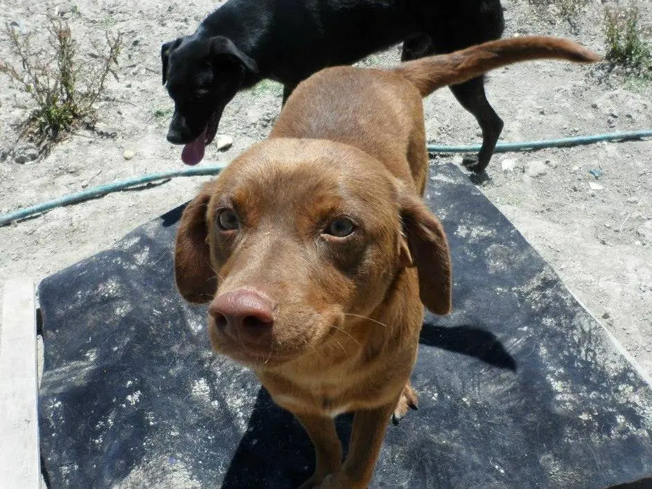 Adozione cane, femmina, meticcio, 14 anni e 8 mesi, taglia media contenuta, Messina