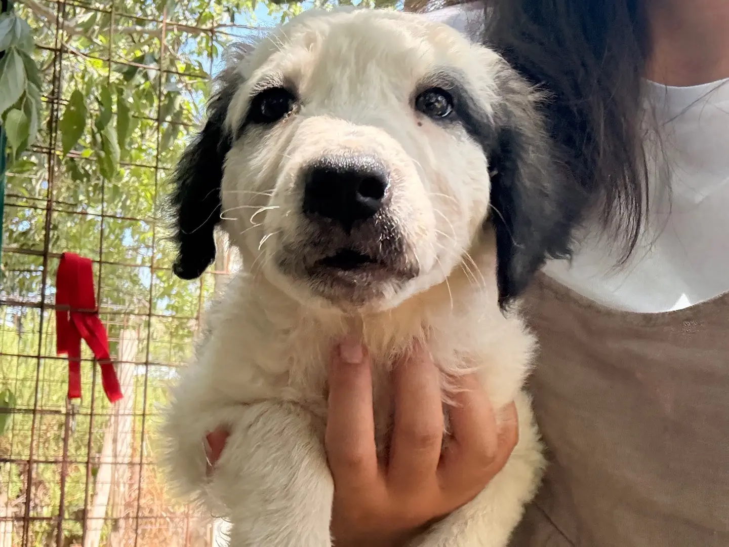 Adotta un cane, taglia media, maschio, Laquila