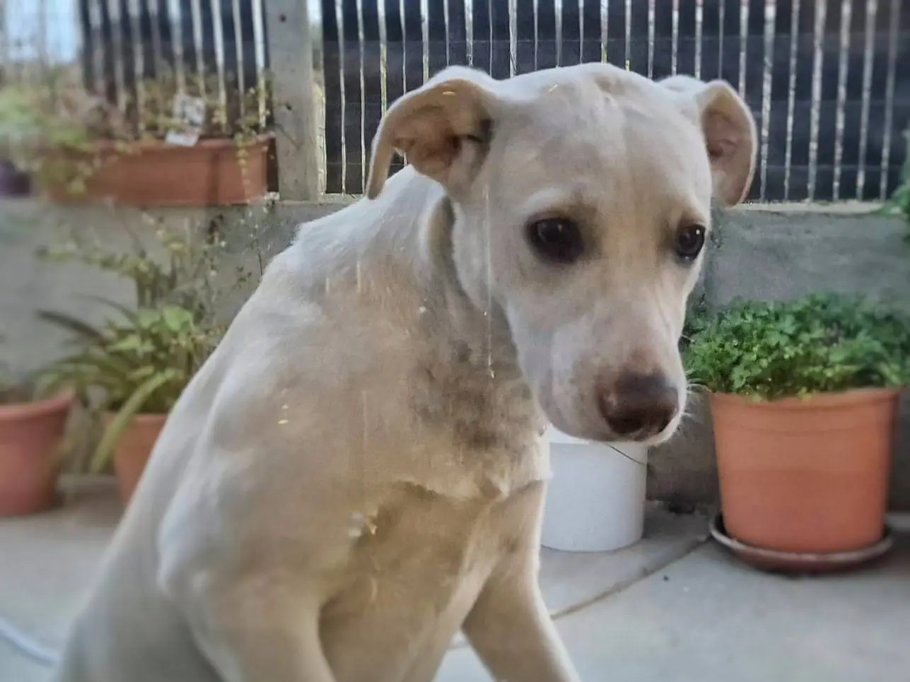 Adotta un cane, taglia media, femmina, Crotone