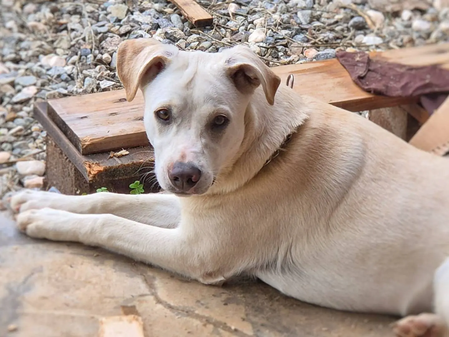 Adozione cane, femmina, Razza sconosciuta Razza sconosciuta, 1 anno e 5 mesi, taglia media, Crotone