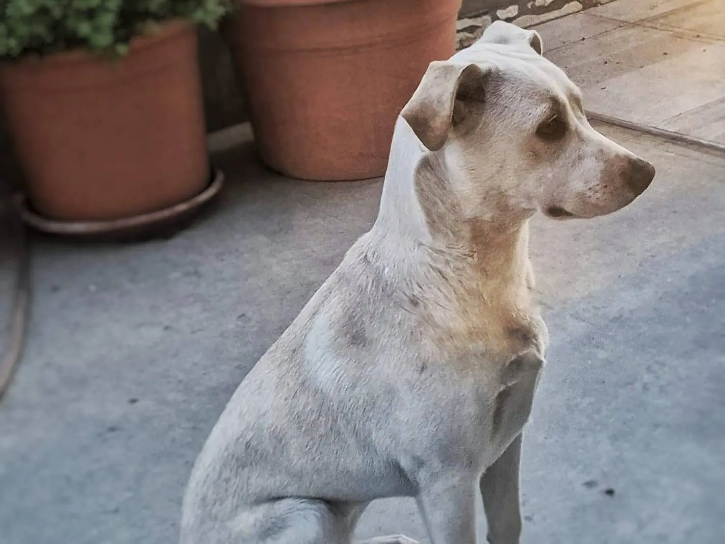 Adotta un cane, femmina, 1 anno e 5 mesi, Crotone