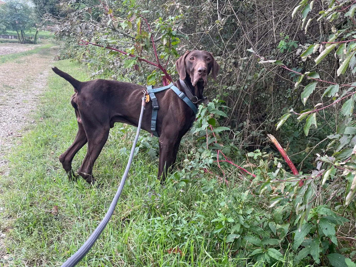Adotta un cane, taglia media, maschio, Milano