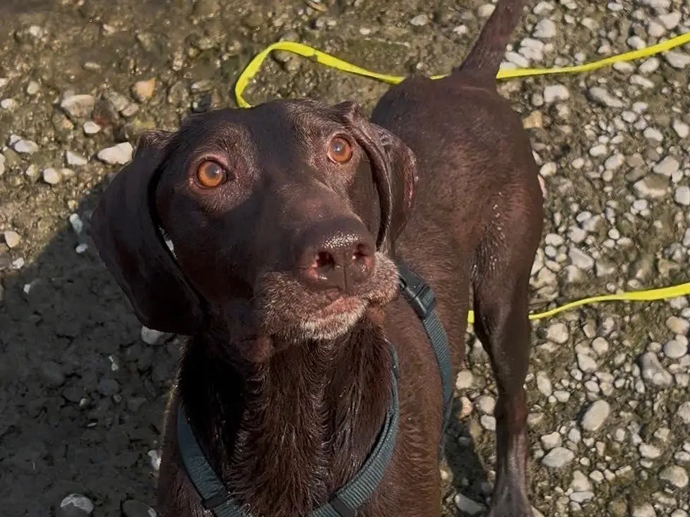 Adotta un cane, maschio, 9 anni, Milano