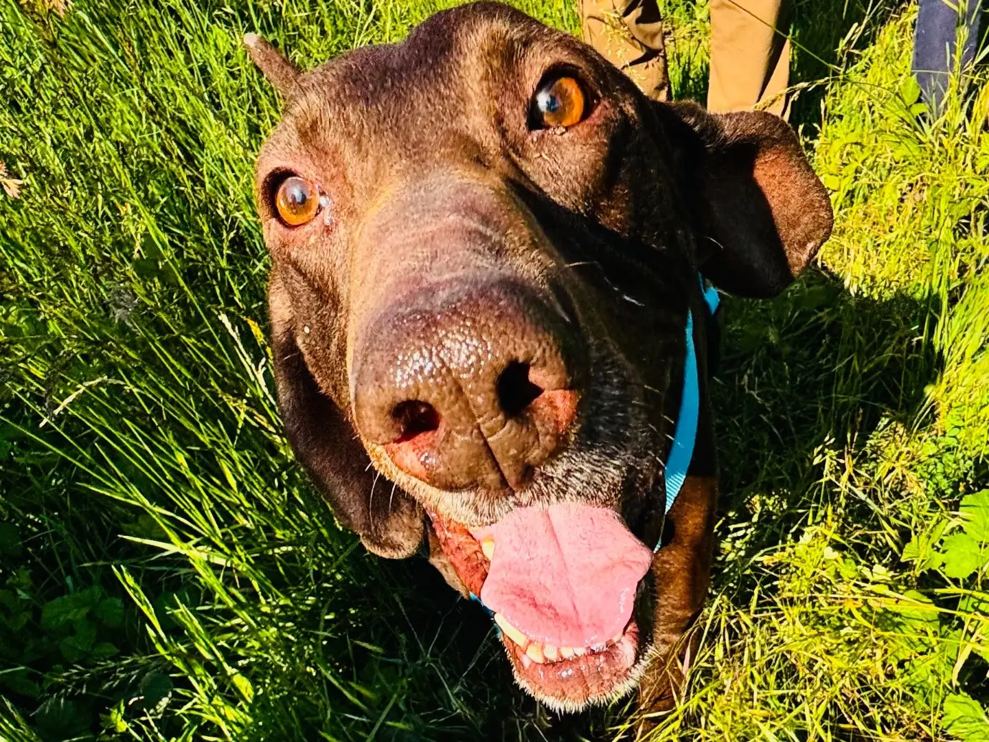 Adozione cane, maschio, Bracco Razza sconosciuta, 9 anni, taglia media, Milano