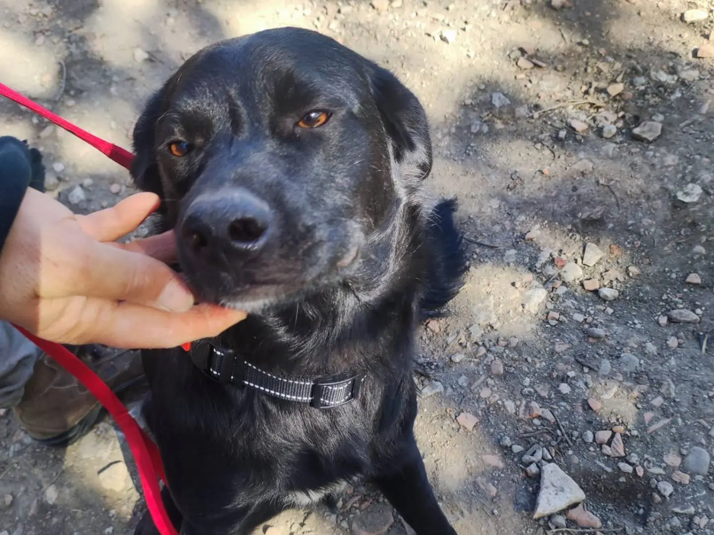 Vuoi adottare un cane a Potenza?