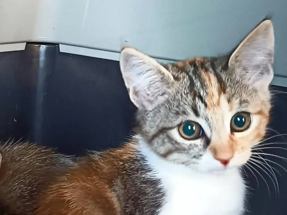 Adozione gatto, femmina, Razza sconosciuta Razza sconosciuta, 2 mesi, taglia non valida, Firenze