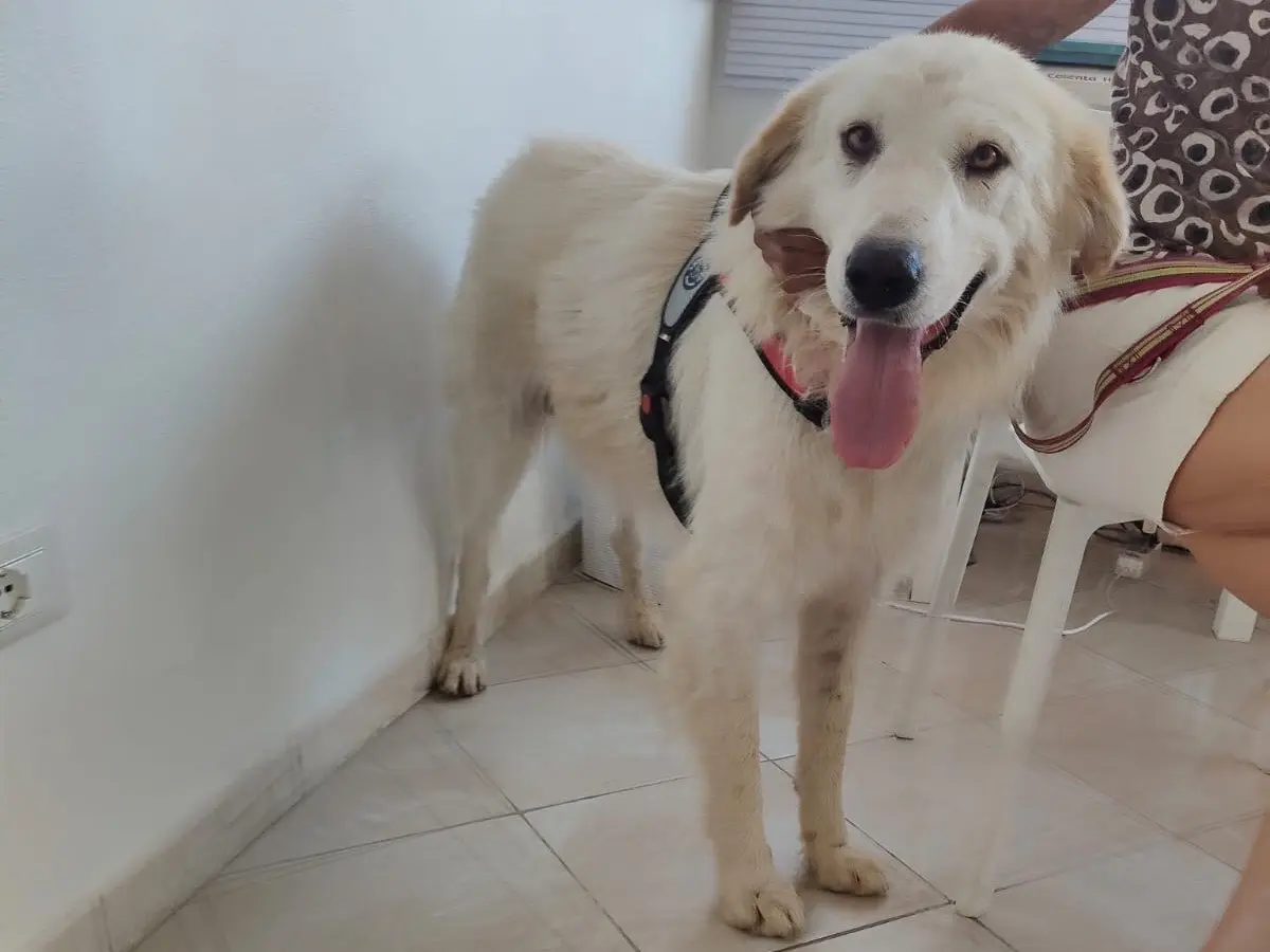 Adotta un cane, taglia gigante, maschio, Crotone