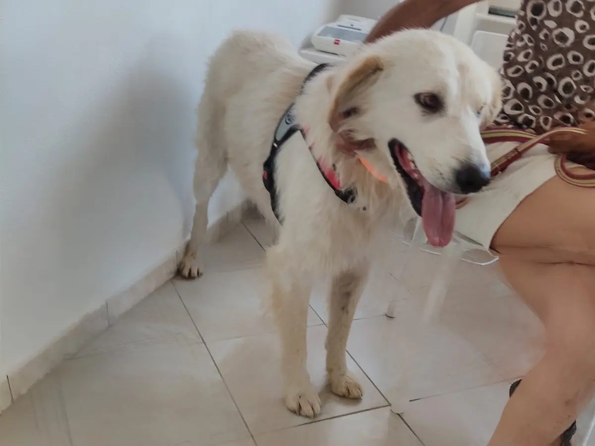 Vuoi adottare un cane a Crotone?