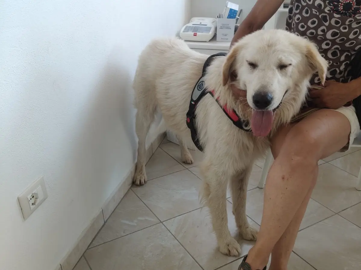 Adotta un cane, maschio, 4 anni e 3 mesi, Crotone