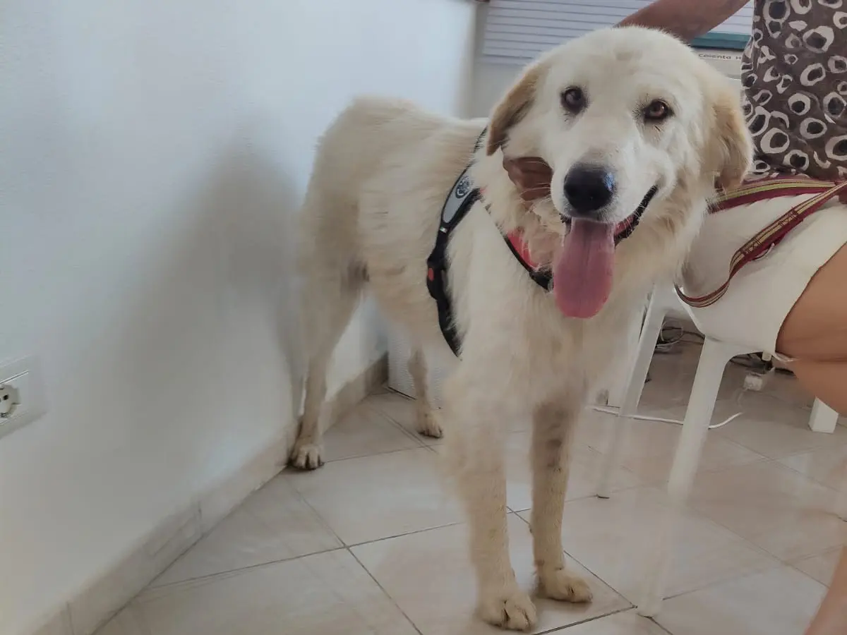 Adozione cane, maschio, Razza sconosciuta Razza sconosciuta, 4 anni e 3 mesi, taglia gigante, Crotone