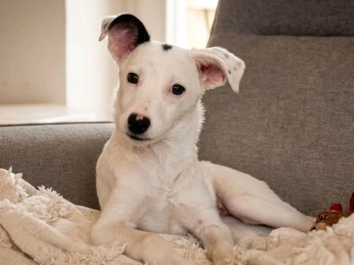Adozione cane, femmina, Razza sconosciuta Razza sconosciuta, 8 mesi, taglia piccola, Cosenza