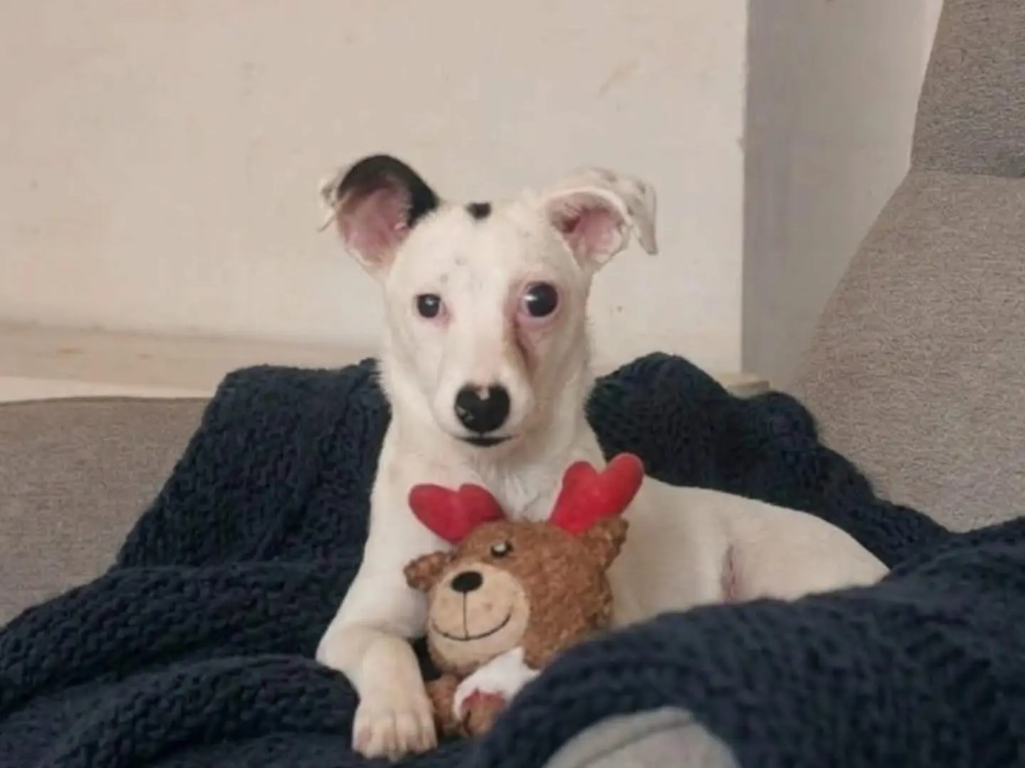 Adotta un cane, femmina, 8 mesi, Cosenza