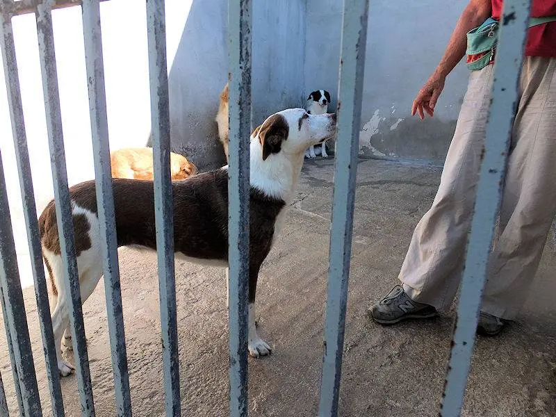 Adotta il cane BETTA a Frosinone