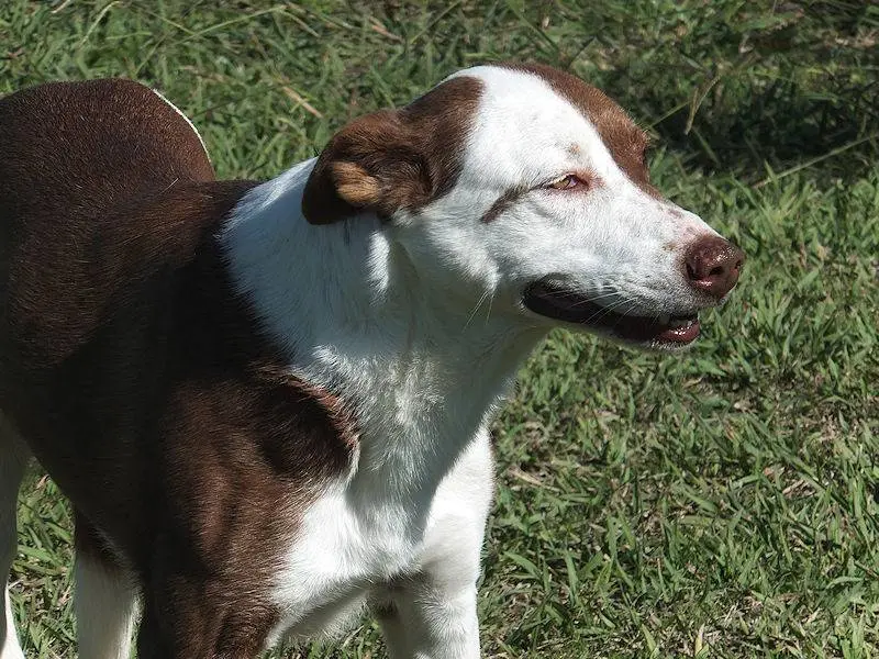 Adotta un cane, taglia media, femmina, Frosinone