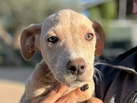 Adozione cane, femmina, Pitbull Razza sconosciuta, 3 mesi, taglia media, Matera