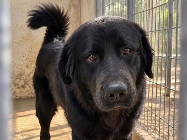 Adozione cane, maschio, Labrador Retriever Razza sconosciuta, 2 anni e 1 mese, taglia grande, Torino