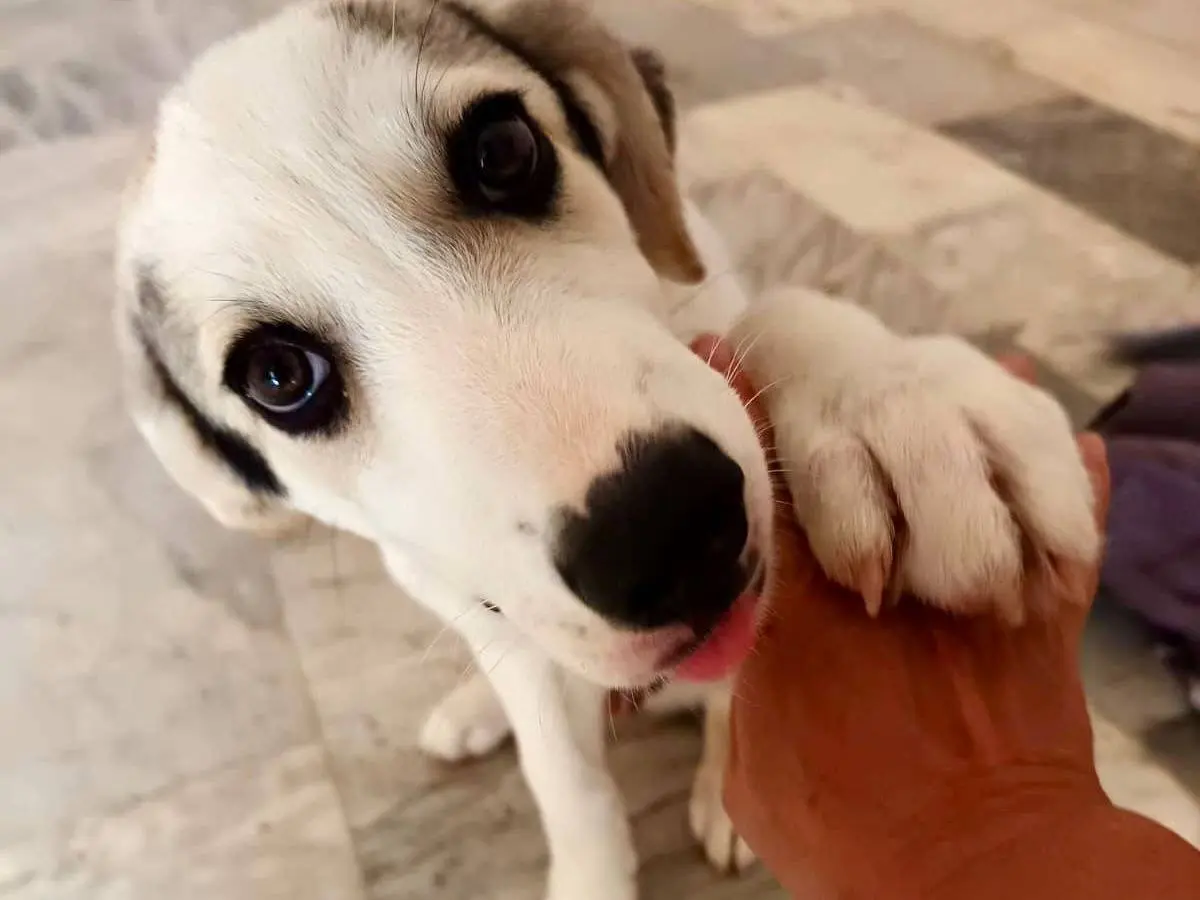 Adozione cane, maschio, Razza sconosciuta Razza sconosciuta, 4 mesi, taglia grande, Avellino