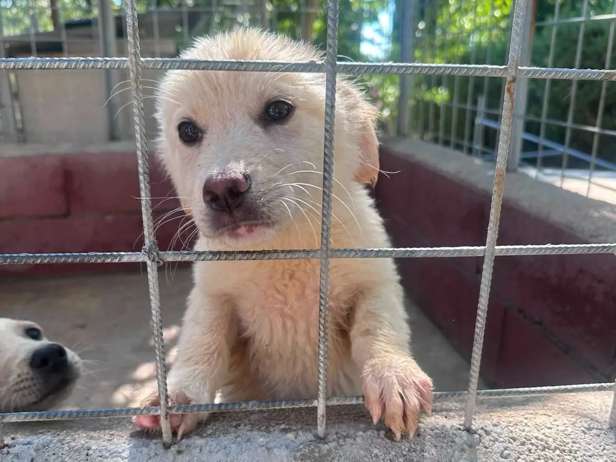 Adozione cane, femmina, Razza sconosciuta Razza sconosciuta, 5 mesi, taglia media, Avellino