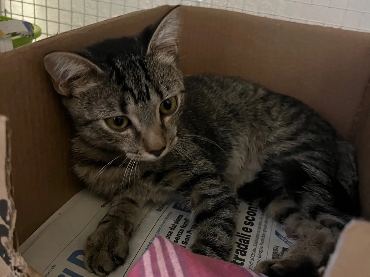 Adotta un gatto, taglia non valida, femmina, Bologna