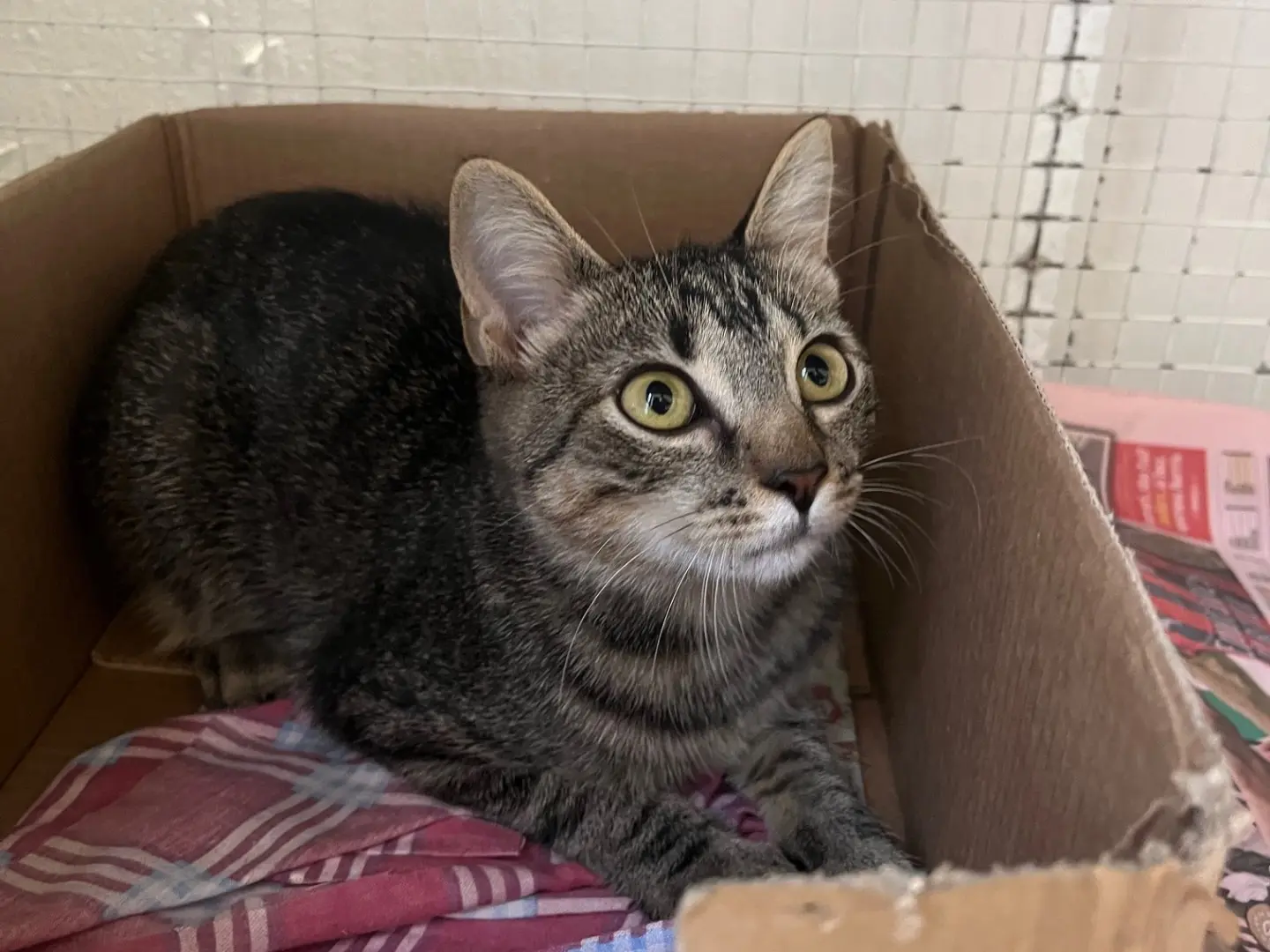 Adotta un gatto, femmina, 5 mesi, Bologna