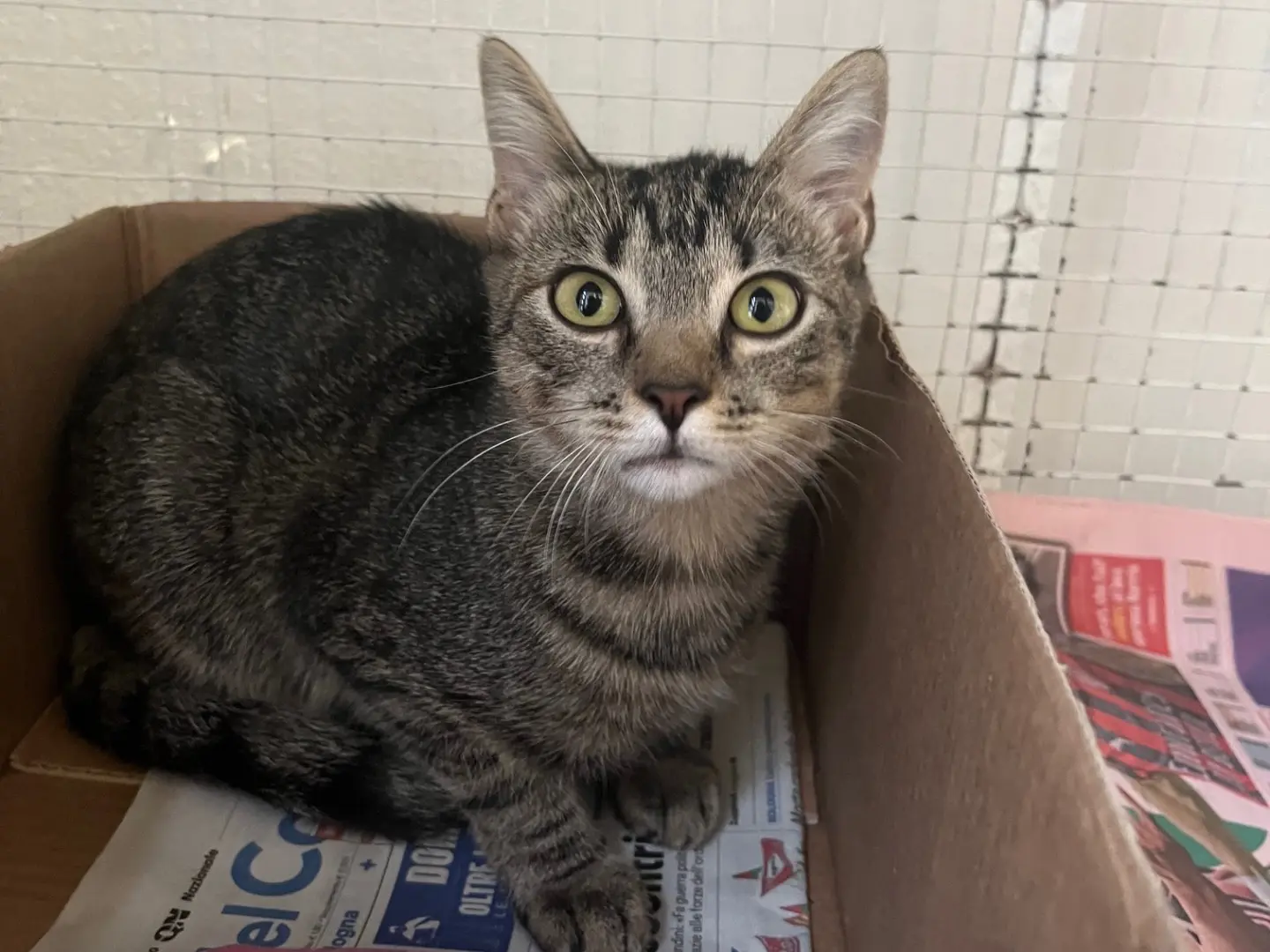 Adozione gatto, femmina, Razza sconosciuta Razza sconosciuta, 5 mesi, taglia non valida, Bologna
