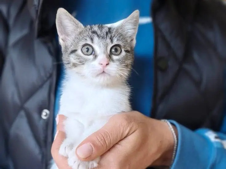 Adotta un gatto, femmina, 1 mese, Savona