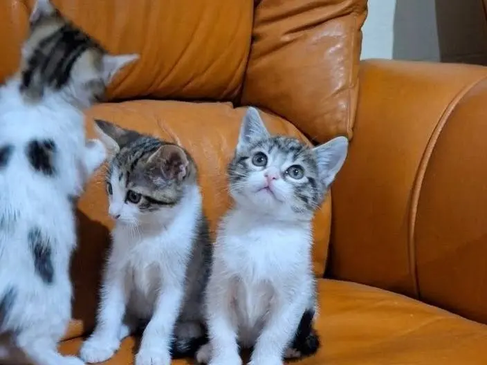 Adotta il gatto Maggie a Savona
