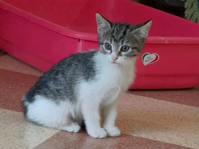 Adozione gatto, femmina, Razza sconosciuta Razza sconosciuta, 1 mese, taglia non valida, Savona